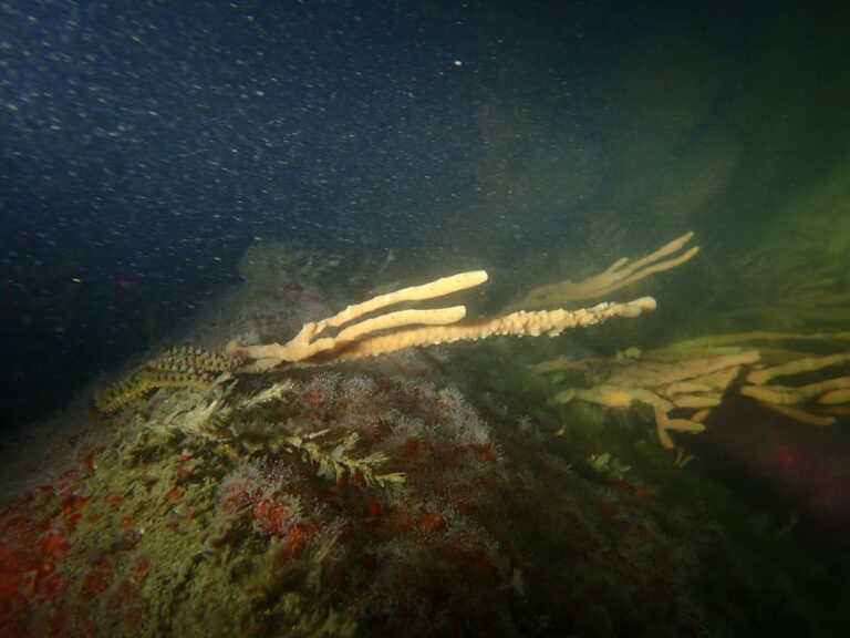 Annulation de la Plongée sur le sous marin